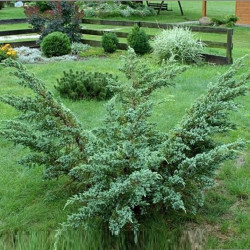Саженцы можжевельника Meyeri (Меєри)