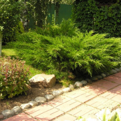 Саженцы можжевельника Mint Julep (Минт Джулеп)