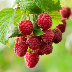 Саджанці малини Карамелька