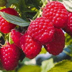 Саженцы малины Кванза