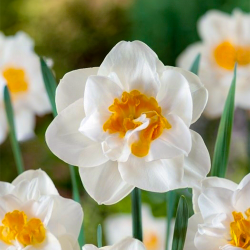 Луковицы нарцисса Madison Горшок 0,5 л