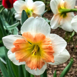 Цибулини нарцису Drama Queen Горщик 0,5 л