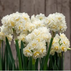 Цибулини нарцису Erlicheer Горщик 0,5 л