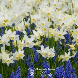 Цибулини нарцису Sailboat Горщик 0,5 л