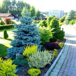 Саженцы ели голубой Majestic Blue (Маджестик Блу)