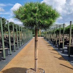 Саджанці сосни Sunshine (Саншайн) на штамбі