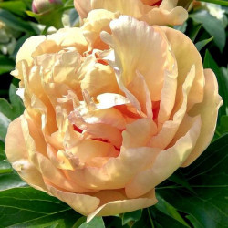 Пион ITOH Canary Brilliants