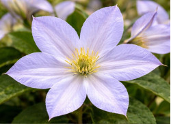 Кореневища клематису Dutch Sky