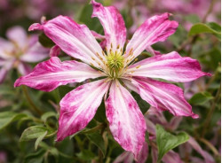 Кореневища клематису Glorious Surprise