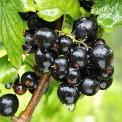 Саджанці смородини ЮВК