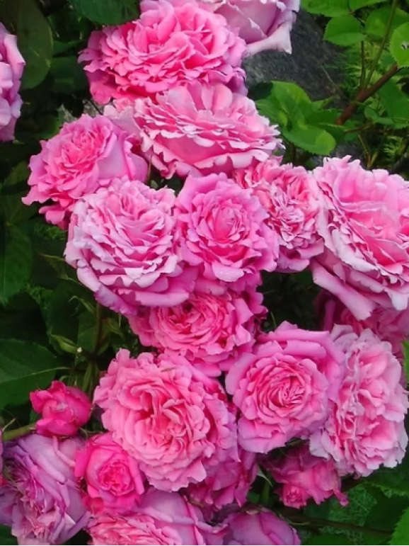 Саджанці троянди Б'єнвеню на штамбі