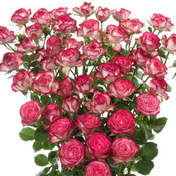 Саджанці троянди Імара