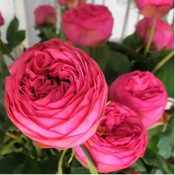 Саджанці троянди Пінк Піано