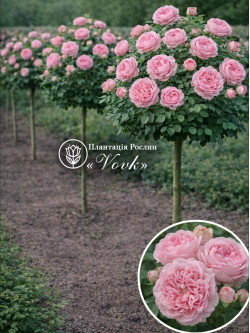 Саджанці троянди Софія Романтика на штамбі