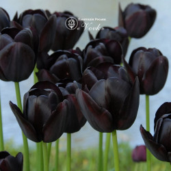 Цибулини тюльпану Queen of Night