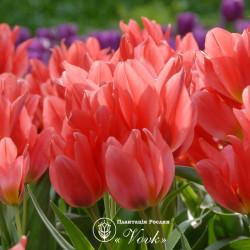 Цибулини тюльпану Toronto