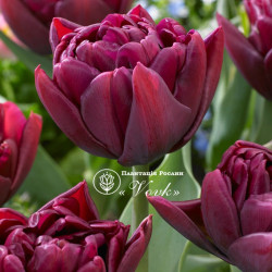 Цибулини тюльпану Alison Bradley