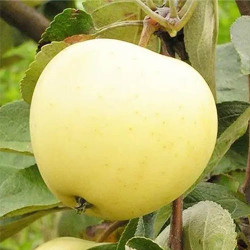 Саджанці яблуні Білий налив