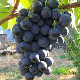 Саджанці винограду Страшенський