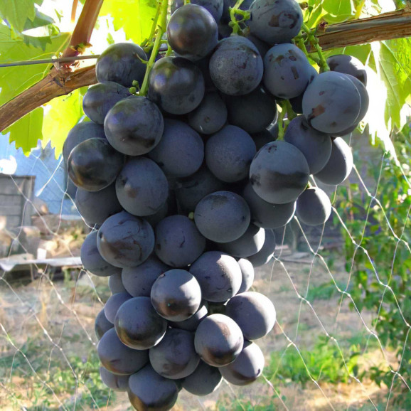 Саджанці винограду Страшенський
