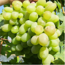 Саджанці винограду Благовіст