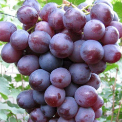 Саджанці винограду Нізіна