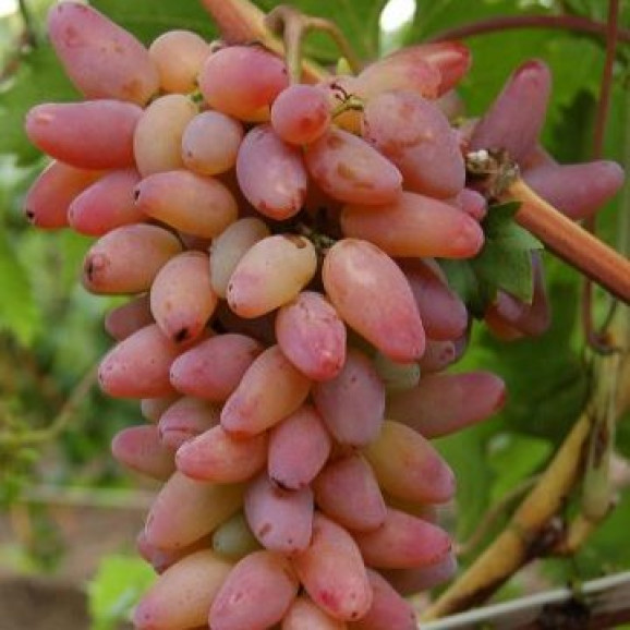 Саджанці винограду Оригінал