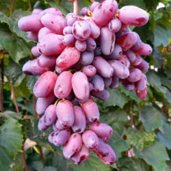 Саджанці винограду Байконур