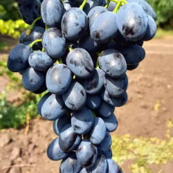 Саджанці винограду Чарлі