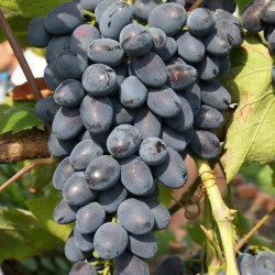 Саджанці винограду Руслан