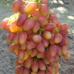 Саджанці винограду Ксенія (Анжеліка)