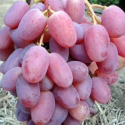 Саджанці винограду Віктор