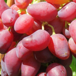 Саджанці винограду Дубовський рожевий