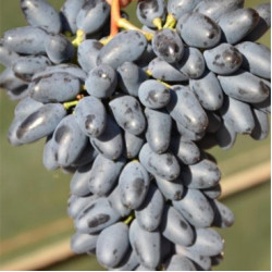 Саджанці винограду Одеський сувенір