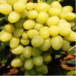 Саджанці винограду Гарольд