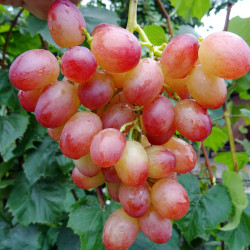 Саджанці винограду Лівія