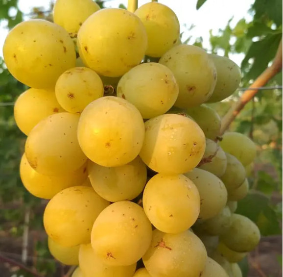 Саджанці винограду Смарагд