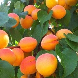 Саджанці абрикоса Кіото