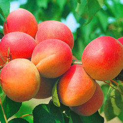 Саджанці абрикоса Цунамі