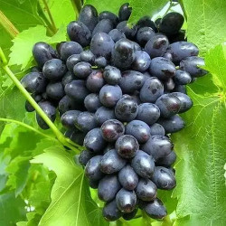 Саджанці винограду Кодрянка