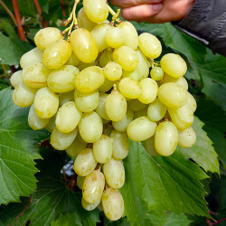 Саджанці винограду Конвалія