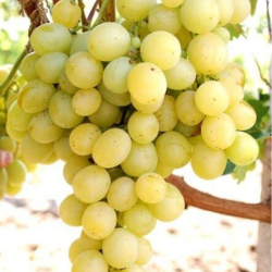 Саджанці винограду Талісман