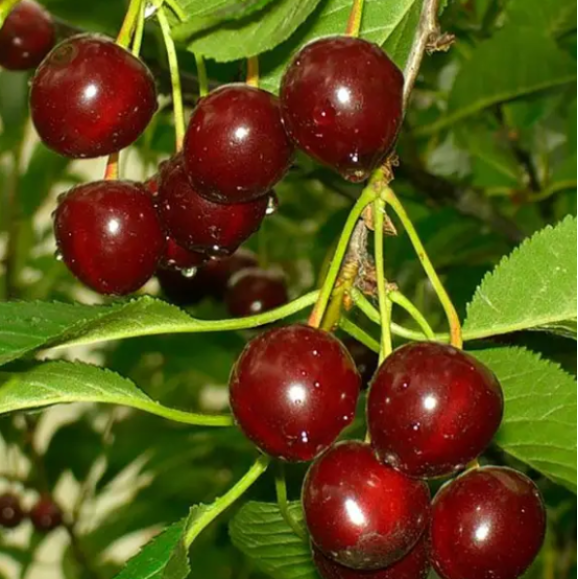 Саджанці вишні Малятко