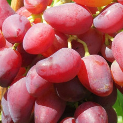 Саджанці винограду Дубовський рожевий