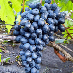Саджанці винограду Молдова