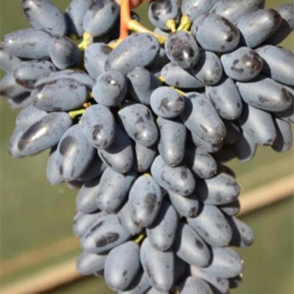 Саджанці винограду Одеський сувенір