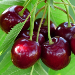 Саджанці вишні Зустріч