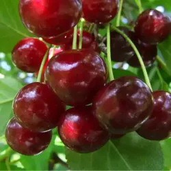 Саджанці вишні Солідарність