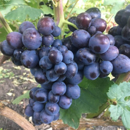 Саджанці винограду Подарунок Несветая