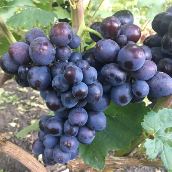 Саджанці винограду Подарунок Несветая